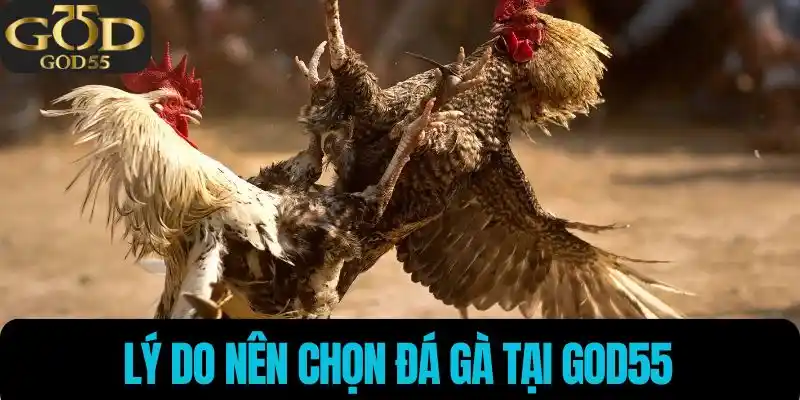 Lý do nên chọn đá gà tại God55 
